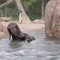 Tuffo in piscina per l’elefante LouLou