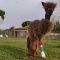 Camminava con una bottiglia di plastica sulla zampa: la storia dell’alpaca Pedro