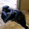 Coccole e relax, mamma gorilla si gode il suo cucciolo