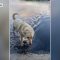 Thunder, il cane che attraversa il lago per amore dei suoi amici