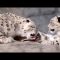 Leopardi delle nevi affamati, i cuccioli “litigano” per la cena