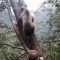 L’orsetto è incastrato tra due alberi: il video del salvataggio