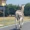 Non ce l’ha fatta Achille, la zebra in fuga nel Reggiano