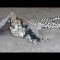 Privato: [ID: Zbo–IX3fNg] Youtube Automatic