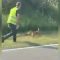Bolzano, volpe ferita sul ciglio della strada: un guardiacaccia la uccide