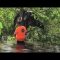 Mucca resta incastrata su un albero: era in fuga dall’uragano Ida