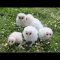 Fiocchi azzurri e rosa al Parco Oltremare di Riccione: nati 11 cuccioli di barbagianni