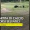 India, partita di calcio tra… orsi selvatici