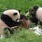 Torta di bambù e palle di neve: la festa di compleanno dei panda è tutta un programma