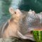 Fiona, l’ippopotamo goloso di angurie