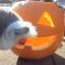 Oregon Zoo, Halloween è già qui!
