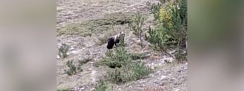 Privato: [ID: YRnMvKTwIw8] Youtube Automatic