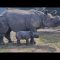 Hari compie un mese, le prime immagini del piccolo rinoceronte
