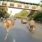 Struzzi in fuga! Incredibile corsa per le strade di Lahore