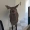 Cervo fa irruzione in municipio a Valdobbiadene