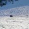 Catturato a Roccaraso l’orso Juan Carrito: le immagini del rilascio nel suo ambiente naturale