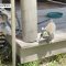 Piccoli iperattivi? Provate a dirlo a una mamma di lemuri…