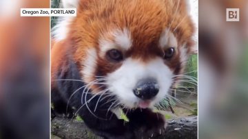 Privato: [ID: Bsd47Fx5cJ4] Youtube Automatic