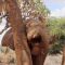 Kenya, così l’elefante trova sollievo
