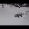 Rotola, rotola… il cucciolo di panda gioca nella neve