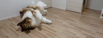 Privato: [ID: 4fk6EKM6y30] Youtube Automatic
