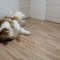 Vita da cane… ma a caro prezzo