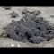 La schiusa delle tartarughe giganti: spettacolo in Florida