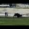 Paura al Parco di Yellowstone, famiglia attaccata da un bisonte