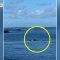 Hawaii, foca monaca attacca (e malmena) una nuotatrice