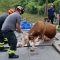 Mucca accaldata si tuffa in piscina: salvata dai vigili del fuoco