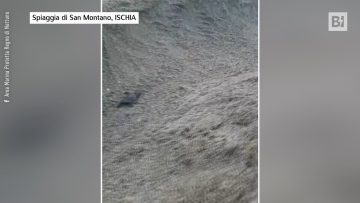 Privato: [ID: ELsz3kQHtBs] Youtube Automatic