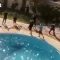 Iraq, assalto al palazzo del governo: il bagno dei manifestanti in piscina