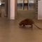 Roma, grosso roditore ai tornelli della metro C