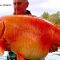 Preso “The Carrot”, il pesce rosso più grande del mondo