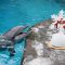 Giornata speciale per la delfina Mia: festa e torta in suo onore