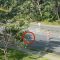 Australia, blocca il traffico per “scortare” un koala