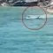 Bahamas, che coraggio il cane: si tuffa e attacca uno squalo