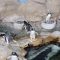 Anche i pinguini si preparano… a San Valentino