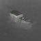 Le ultime immagini del barcone naufragato a Cutro
