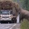Elefante ferma camion con canne da zucchero e “ruba” la merenda