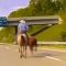 Usa, mucca in fuga in autostrada: ad aiutare la polizia spunta un cowboy
