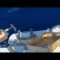Avvistamento in mare a Livorno, pescatori: “E’ uno squalo bianco”
