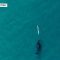 La balena curiosa segue il kayak