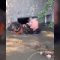 Kherson, cane intrappolato in una casa allagata: il salvataggio