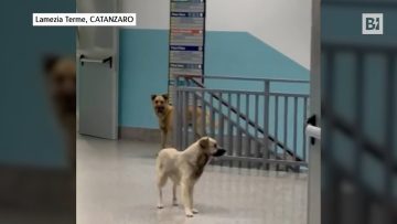 Privato: [ID: rIPA8_wiWhg] Youtube Automatic