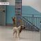 Lamezia Terme, cani randagi vagano indisturbati per l’ospedale