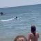 Spagna, lo strano cetaceo che nuota vicino alla riva