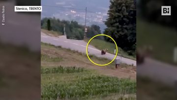 Privato: [ID: 6000wwhhfWI] Youtube Automatic