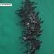 Australia, decine di balene morte dopo essersi arenate a Cheynes Beach