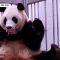 Corea del Sud, festa doppia allo zoo: nati due gemelli di panda gigante